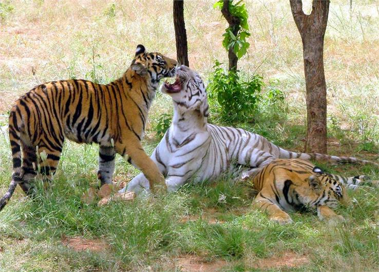 Van Vihar National Park Tiger